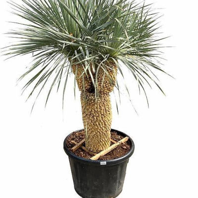 Yucca Rostrata Tronco