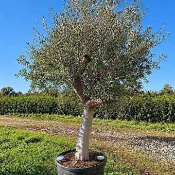 Olivenbaum  8