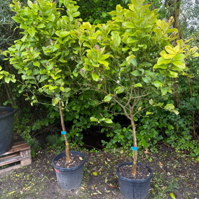 Volkamerzitrone "Citrus Volkameriana"