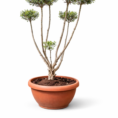 Olivenbaum "Pom-Pom" in Tontopfoptik"