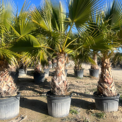 Washingtonia Robusta XL