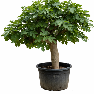 Feigenbaum "Doppelstamm I"