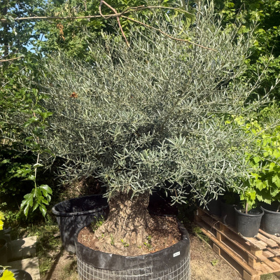 Olivenbaum "Ein Baum mit Geschichte"