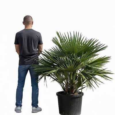 Chamaerops Humilis - Grüne Zwergpalme